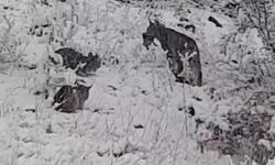 VAŞAK AİLESİ KAMERAYA YAKALANDI