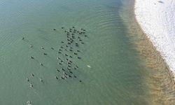 SOĞUK HAVALARIN SESSİZ MİSAFİRLERİ