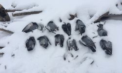 ONLARCA GÜVERCİN DONARAK TELEF OLDU