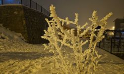 AĞAÇLAR KIRAĞI TUTTU