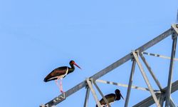 GÖÇ ETMEYİ UNUTTULAR MI?