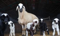 YENİ YIL BEREKETİYLE GELDİ