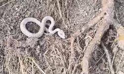 KIŞ UYKUSUNA YATMAYAN YILAN