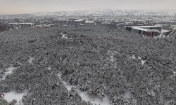 BETON YIĞINLARI ARASINDAKİ BEYAZ VAHA