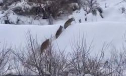 KURT SÜRÜSÜ GÖRÜNTÜLENDİ