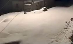 NESLİ TÜKENME TEHLİKESİNDE OLAN VAŞAK AİLESİ KAMERADA