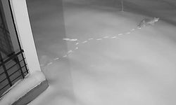 AÇ KALAN YABAN HAYVANLARI KÖYE İNDİ