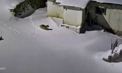 YİYECEK ARAYAN KURT KAMERADA