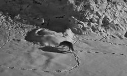 AÇ KURT MEZRAYA İNDİ