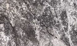 DOMUZ SÜRÜSÜ GÖRÜNTÜLENDİ