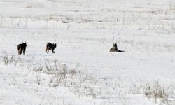 VAŞAK AİLESİ GÖRÜNTÜLENDİ