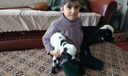 KUZULAR EVLERE TAŞINDI