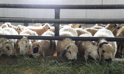 6 KÖY KARANTİNAYA ALINDI