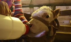 ANNESİ ÖLEN BUZAĞIYI ELLERİYLE BESLİYORLAR