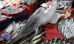 85 KİLOLUK ORKİNOS TEZGAHA İNDİ