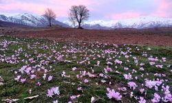 BAHARIN HABERCİSİ ERKEN AÇTI