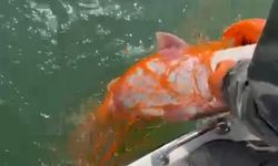 30 KİLOLUK DEV FIRAT TURNASI YAKALANDI