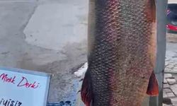 97 KİLO TURNA BALIĞI YAKALANDI