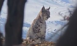 AKDAĞ'IN ETEKLERİNDE VAŞAK, KURT VE DAĞ KEÇİSİ PEŞ PEŞE GÖRÜLDÜ