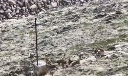 DAĞ KEÇİLERİ SÜRÜ HALİNDE GÖRÜLDÜ