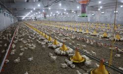 DEVLETTEN ALDIĞI DESTEKLE İKİNCİ ÇİFTLİĞİNİ AÇTI