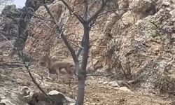 ELAZIĞ'DA 3 AYAKLI YABAN KEÇİSİ AZMİYLE ŞAŞIRTTI