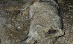 OTOMOBİLİN ÇARPTIĞI KURT TELEF OLDU