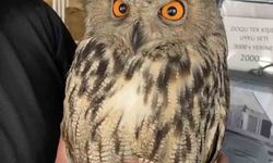 YARALI HALDE BULUNAN PUHU EKİPLERE TESLİM EDİLDİ