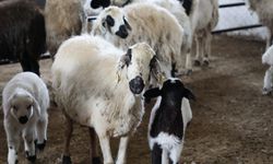 "KIRSALDA BEREKET, KÜÇÜKBAŞA DESTEK" BAŞVURULARI SÜRÜYOR