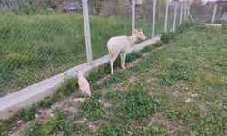 BEYAZ ALAGEYİK EVİN BAHÇESİNE İNDİ