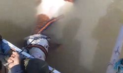 BU SEFER BALIK DEĞİL TOSUN YAKALADILAR