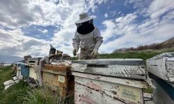 ARICILAR YAVRU VE BESLEME DÖNEMİNE GİRDİ