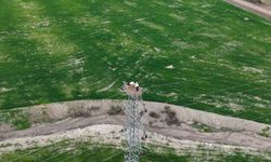 BAHARIN MÜJDECİSİ LEYLEKLER ELAZIĞDA