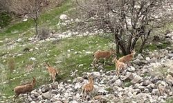 DAĞ KEÇİLERİ HARPUT MAHALLESİNDE