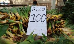 DOĞAL ANTİBİYOTİK TEZGAHLARDA