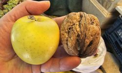 ELMA BÜYÜKLÜĞÜNDEKİ CEVİZLER İLGİ ÇEKİYOR