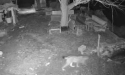 EVİN ETRAFINDA YİYECEK ARAYAN VAŞAK KAMERADA