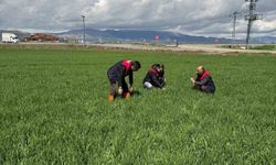 HUBUBAT ÜRETİCİLERİNE HASTALIK UYARISI