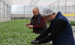 KENTİN RENKLENMESİNDE ÖNEMLİ ROL ALIYOR