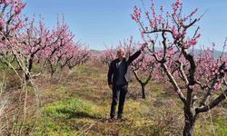 MEYVE BAHÇELERİNDE ENTEGRE MÜCADELE ÇALIŞMASI