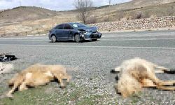 OTOMOBİL KOYUN SÜRÜSÜNE DALDI: 9 KOYUN TELEF OLDU