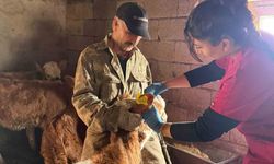 ŞAP AŞILAMA ÇALIŞMALARI SÜRÜYOR