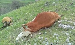 YILDIRIMIN ÇARPTIĞI İNEKLER TELEF OLDU