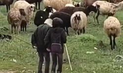 MİNİK ÇOBANLARIN SÜRÜ BAŞINDA HALAYI