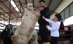 140 KİLOLUK KEÇİ KURBAN PAZARINDA