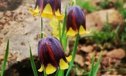 LALEYİ KOPARANA 700 BİN LİRA CEZA