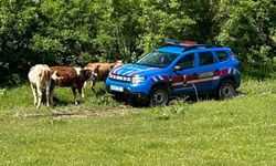 KAYBOLAN İNEKLER DRON İLE BULUNDU