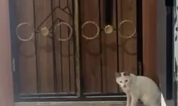 KEDİNİN YILANLA OYUNU