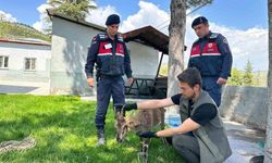 YARALI DAĞ KEÇİSİ KORUMA ALTINA ALINDI