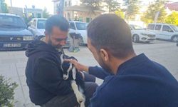 ZEYTİN İSİMLİ OĞLAK MAHALLENİN MASKOTU OLDU